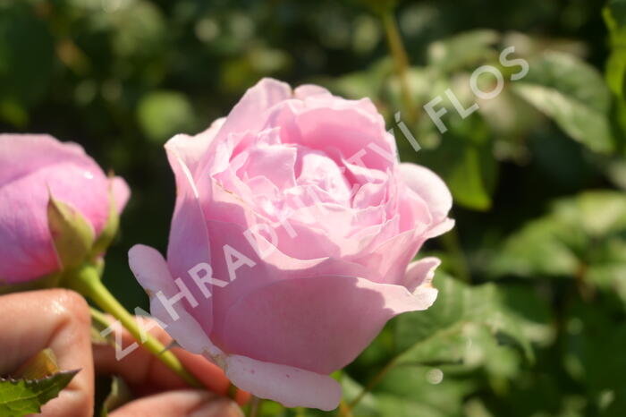 Růže velkokvětá 'Princess Claire of Belgium' - Rosa VK 'Princess Claire of Belgium'