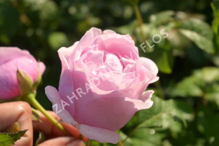 Růže velkokvětá 'Princess Claire of Belgium' - Rosa VK 'Princess Claire of Belgium'