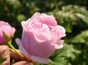 Růže velkokvětá 'Princess Claire of Belgium' - Rosa VK 'Princess Claire of Belgium'