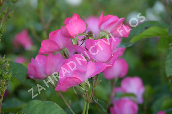 Růže mnohokvětá Meilland 'Phlox Meidiland' - Rosa MK 'Phlox Meidiland'