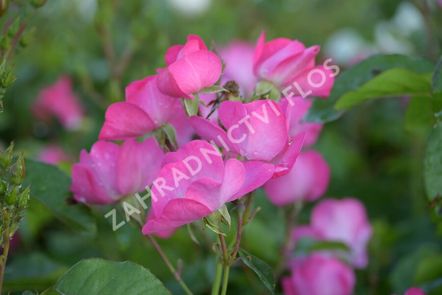 Růže mnohokvětá Meilland 'Phlox Meidiland' - Rosa MK 'Phlox Meidiland'