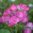 Růže mnohokvětá Meilland 'Phlox Meidiland' - Rosa MK 'Phlox Meidiland'