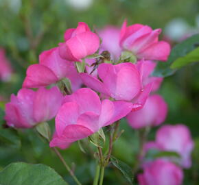 Růže mnohokvětá Meilland 'Phlox Meidiland' - Rosa MK 'Phlox Meidiland'