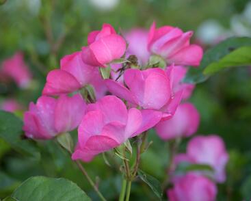 Růže mnohokvětá Meilland 'Phlox Meidiland'