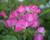 Růže mnohokvětá Meilland 'Phlox Meidiland'