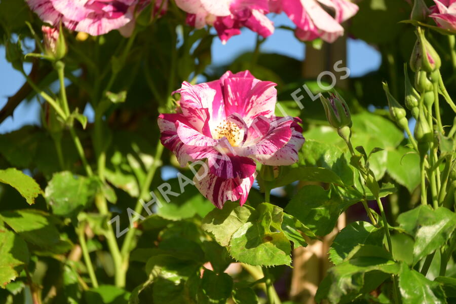 Růže pnoucí 'Purple Splash' - Rosa PN 'Purple Splash'