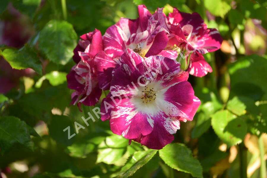 Růže pnoucí 'Purple Splash' - Rosa PN 'Purple Splash'