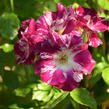 Růže pnoucí 'Purple Splash' - Rosa PN 'Purple Splash'