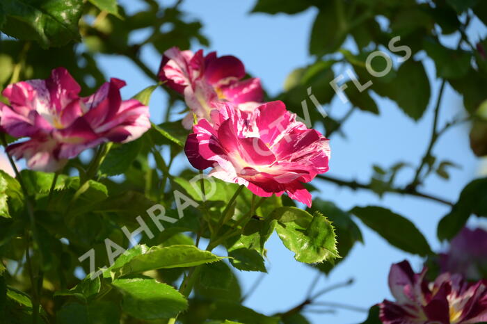 Růže pnoucí 'Purple Splash' - Rosa PN 'Purple Splash'