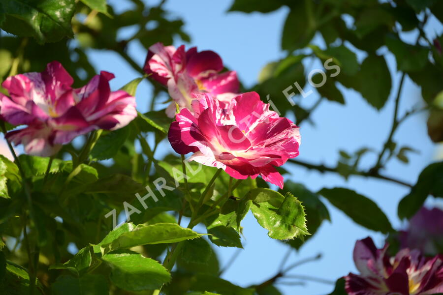 Růže pnoucí 'Purple Splash' - Rosa PN 'Purple Splash'