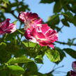 Růže pnoucí 'Purple Splash' - Rosa PN 'Purple Splash'
