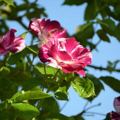 Růže pnoucí 'Purple Splash' - Rosa PN 'Purple Splash'