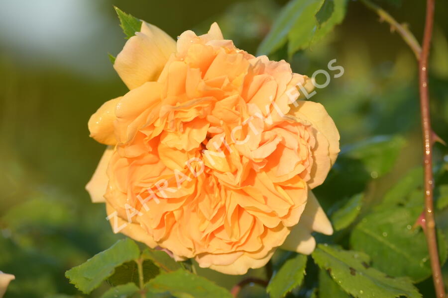 Anglická růže Davida Austina 'Molineux' - Rosa S 'Molineux'