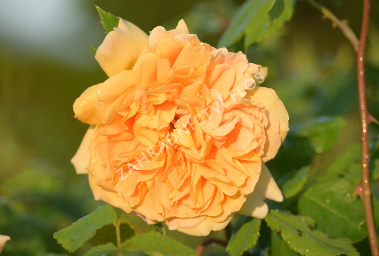 Růže anglická David Austin 'Molineux' - Rosa S 'Molineux'