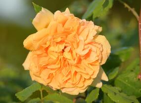 Růže anglická David Austin 'Molineux' - Rosa S 'Molineux'