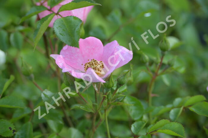 Růže půdopokryvná Kordes 'Topolina' - Rosa PK 'Topolina'