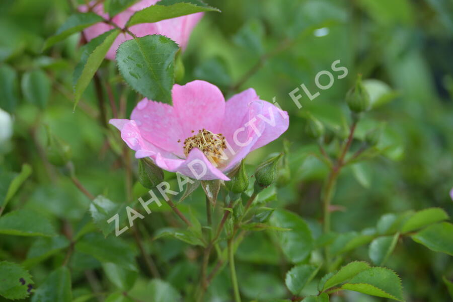 Růže půdopokryvná Kordes 'Topolina' - Rosa PK 'Topolina'