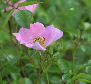 Růže půdopokryvná Kordes 'Topolina' - Rosa PK 'Topolina'
