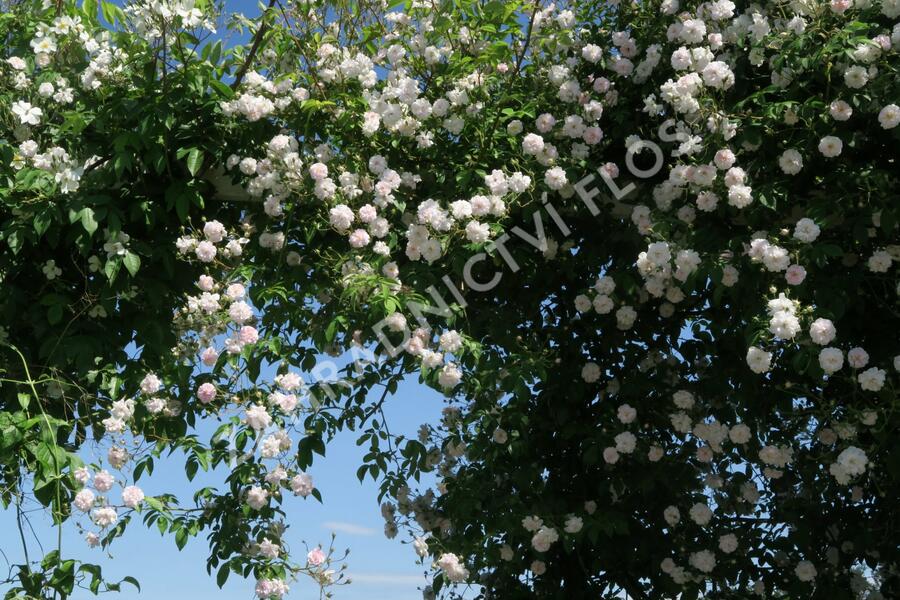 Růže pnoucí Kordes 'Paul's Himalayan Musk' - Rosa PN 'Paul's Himalayan Musk'