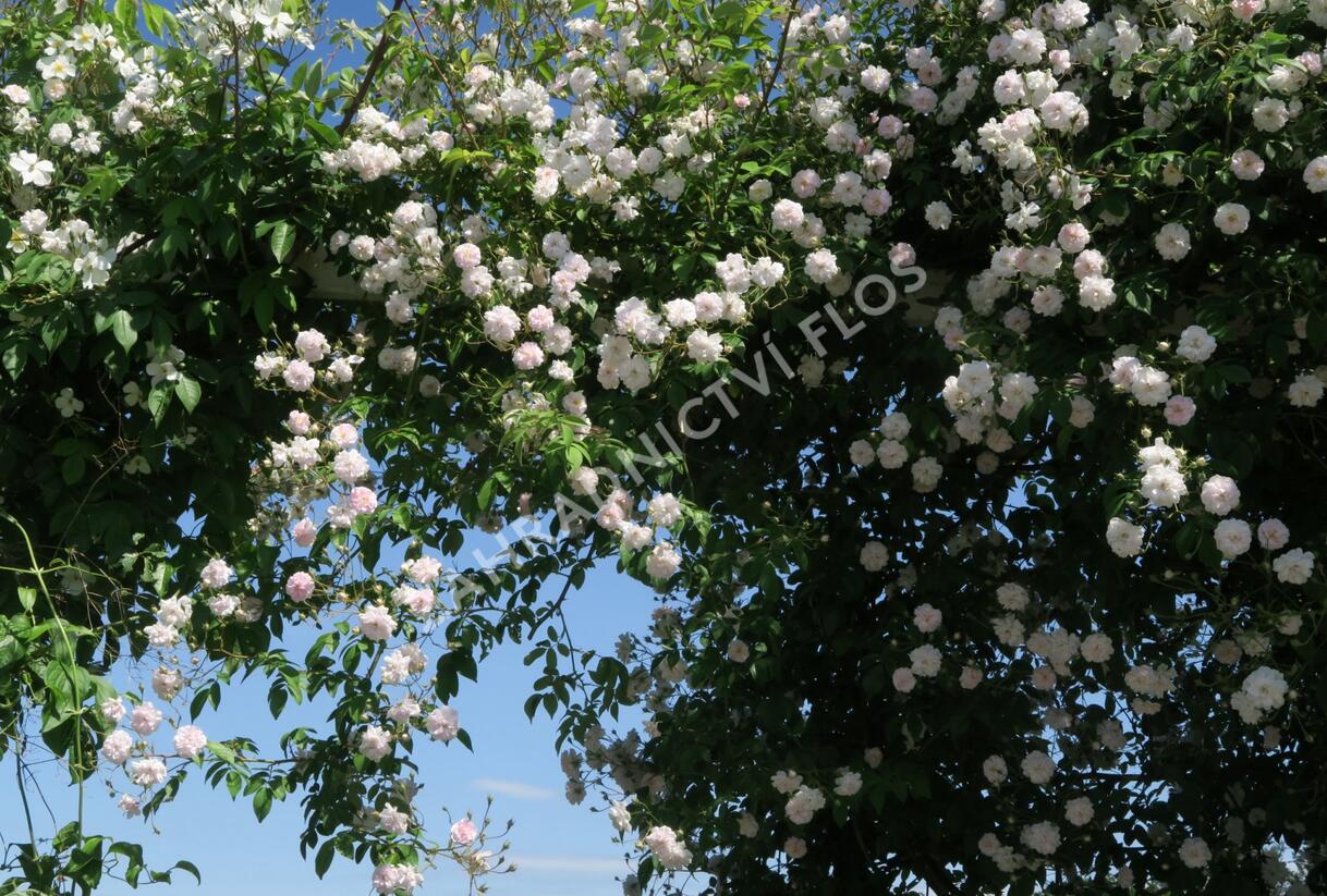 Růže pnoucí Kordes 'Paul's Himalayan Musk' - Rosa PN 'Paul's Himalayan Musk'