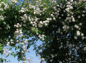 Růže pnoucí Kordes 'Paul's Himalayan Musk' - Rosa PN 'Paul's Himalayan Musk'