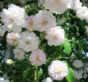 Růže pnoucí Kordes 'Paul's Himalayan Musk' - Rosa PN 'Paul's Himalayan Musk'