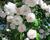 Růže pnoucí Kordes 'Paul's Himalayan Musk'