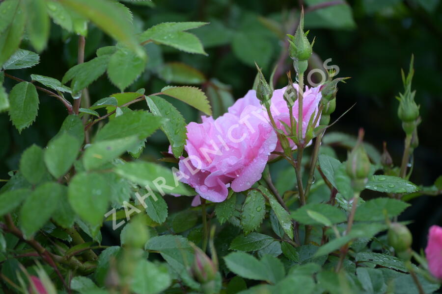 Růže pnoucí 'John Davis' - Rosa PN 'John Davis'