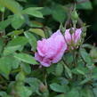 Růže pnoucí 'John Davis' - Rosa PN 'John Davis'