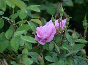 Růže pnoucí 'John Davis' - Rosa PN 'John Davis'