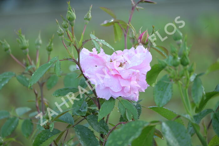 Růže pnoucí 'John Davis' - Rosa PN 'John Davis'