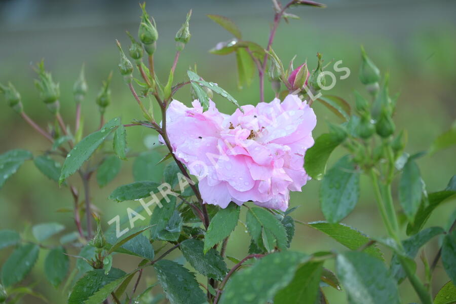 Růže pnoucí 'John Davis' - Rosa PN 'John Davis'