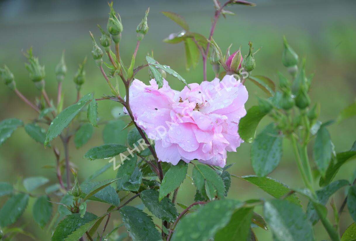 Růže pnoucí 'John Davis' - Rosa PN 'John Davis'