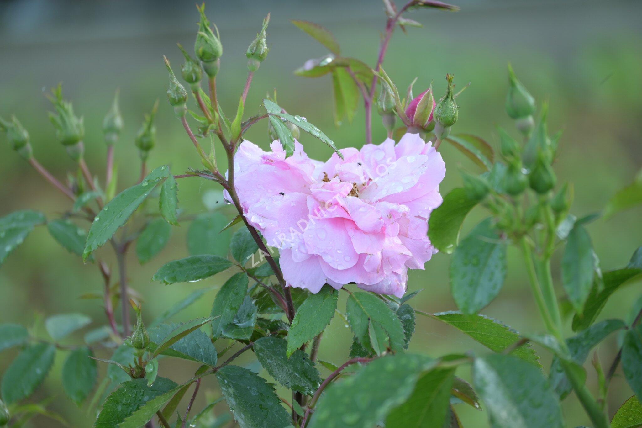 Růže pnoucí 'John Davis' - Rosa PN 'John Davis' | Zahradnictví FLOS