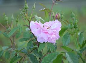 Růže pnoucí 'John Davis' - Rosa PN 'John Davis'
