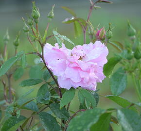 Růže pnoucí 'John Davis' - Rosa PN 'John Davis'