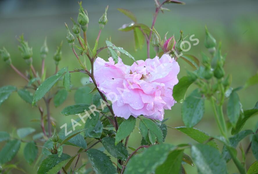 Růže pnoucí 'John Davis' - Rosa PN 'John Davis'