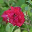 Růže parková 'Champlain' - Rosa S 'Champlain'
