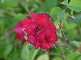 Růže parková 'Champlain' - Rosa S 'Champlain'