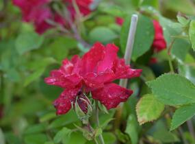 Růže parková 'Champlain' - Rosa S 'Champlain'