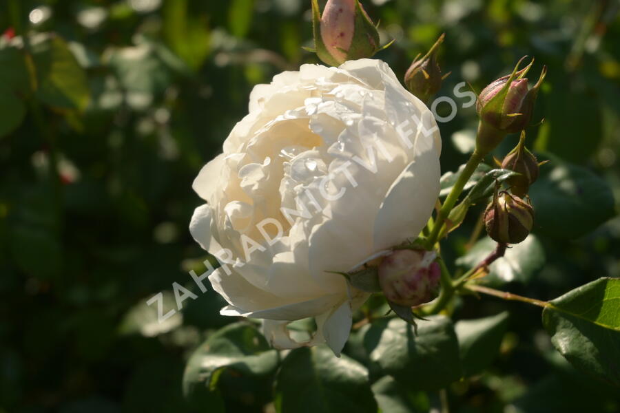 Anglická růže Davida Austina 'William and Catherine' - Rosa S 'William and Catherine'