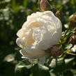 Anglická růže Davida Austina 'William and Catherine' - Rosa S 'William and Catherine'