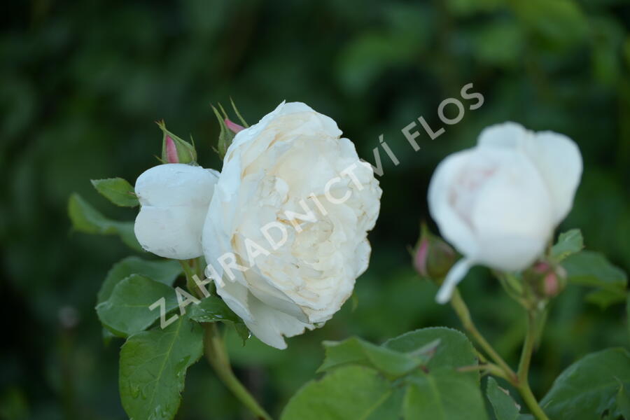 Anglická růže Davida Austina 'William and Catherine' - Rosa S 'William and Catherine'