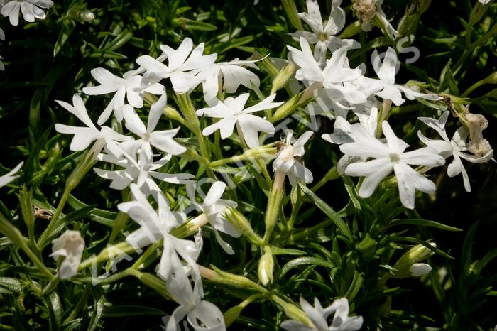 Plamenka šídlovitá 'Snowflake' - Phlox subulata 'Snowflake'