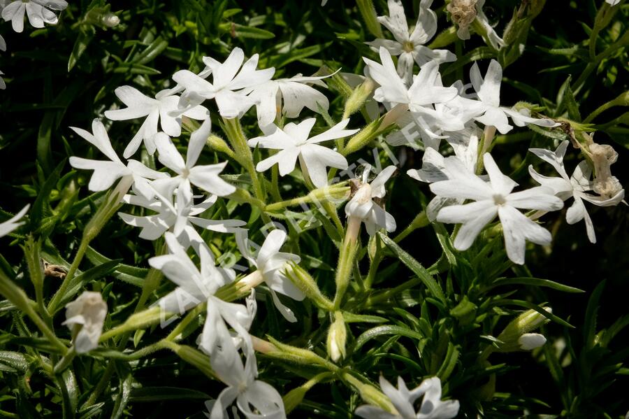 Plamenka šídlovitá 'Snowflake' - Phlox subulata 'Snowflake'