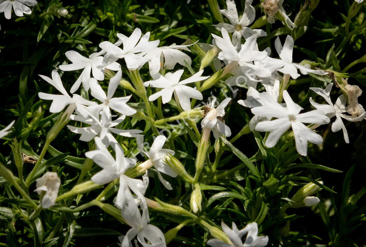 Plamenka šídlovitá 'Snowflake' - Phlox subulata 'Snowflake'