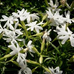 Plamenka šídlovitá 'Snowflake' - Phlox subulata 'Snowflake'