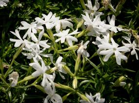 Plamenka šídlovitá 'Snowflake' - Phlox subulata 'Snowflake'