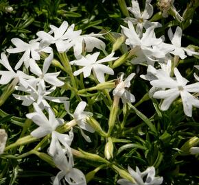 Plamenka šídlovitá 'Snowflake' - Phlox subulata 'Snowflake'