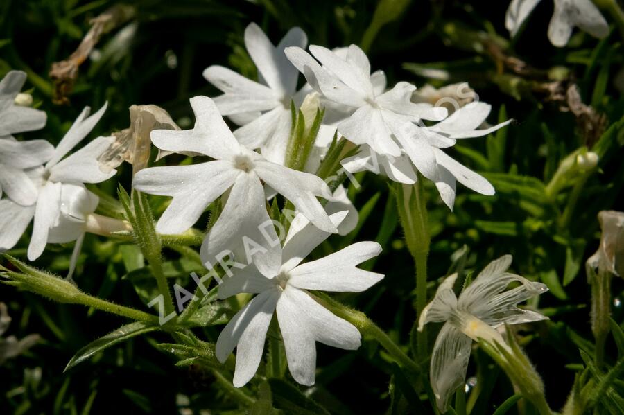 Plamenka šídlovitá 'Snowflake' - Phlox subulata 'Snowflake'